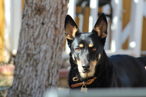 Comment gérer l'hyperactivité chez un jeune chien de race Kelpie Australien?
