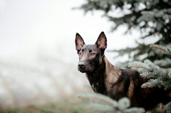 Oreille de bœuf pour chien : le snack parfait pour le plaisir canin