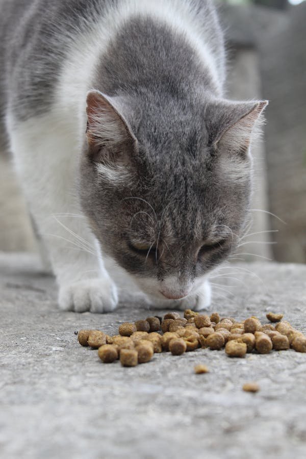 Livraison de croquettes pour chiens et chats à angers : le top !